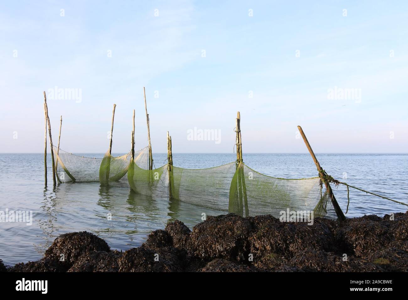 Green fishing nets in the Wadden Sea near the Afsluitdijk in The