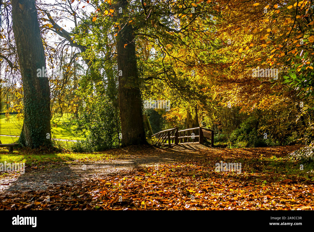 Autumnal scene with golden brown leaves on the ground, with yellow and brown leaves in the surrounding trees, a pathway leads to a wooden bridge, Stock Photo