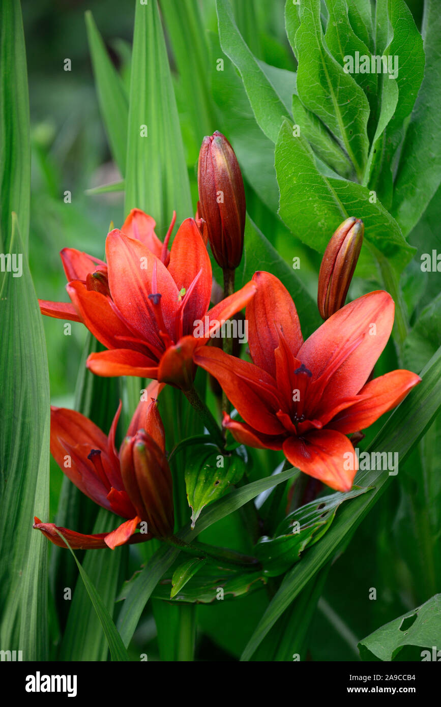 orange asiatic lily,asiatic lilies,flower,flowers,flowering,RM Floral Stock Photo Alamy