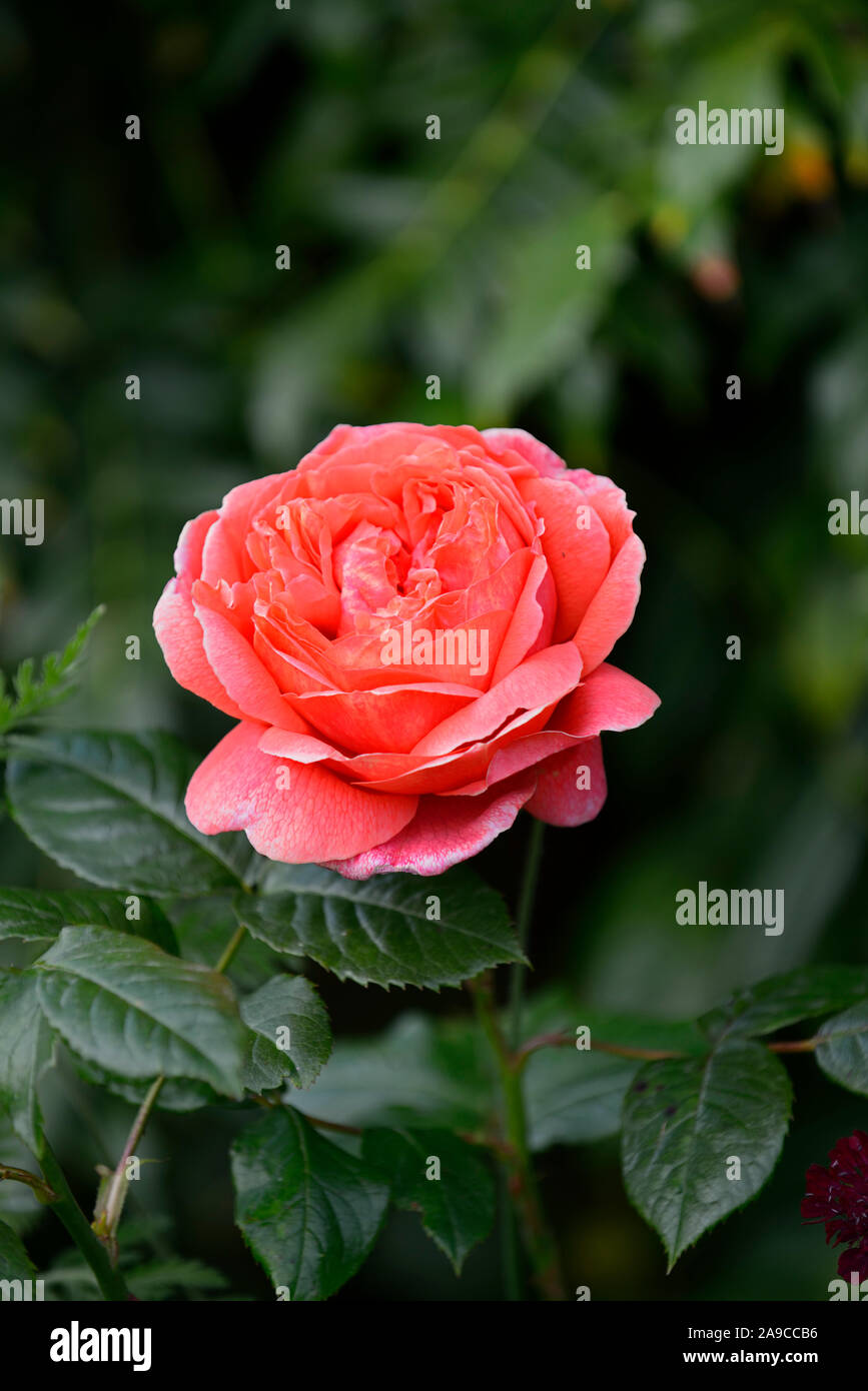 Rosa Summer Song,rose summer song,shrub rose,roses,orange,flower,flowers,flowering,RM  Floral Stock Photo - Alamy