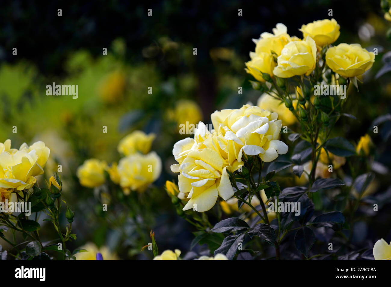 Rosa Buttercup,rose buttercup,shrub rose,roses,yellow,flower,flowers,flowering,RM  Floral Stock Photo - Alamy