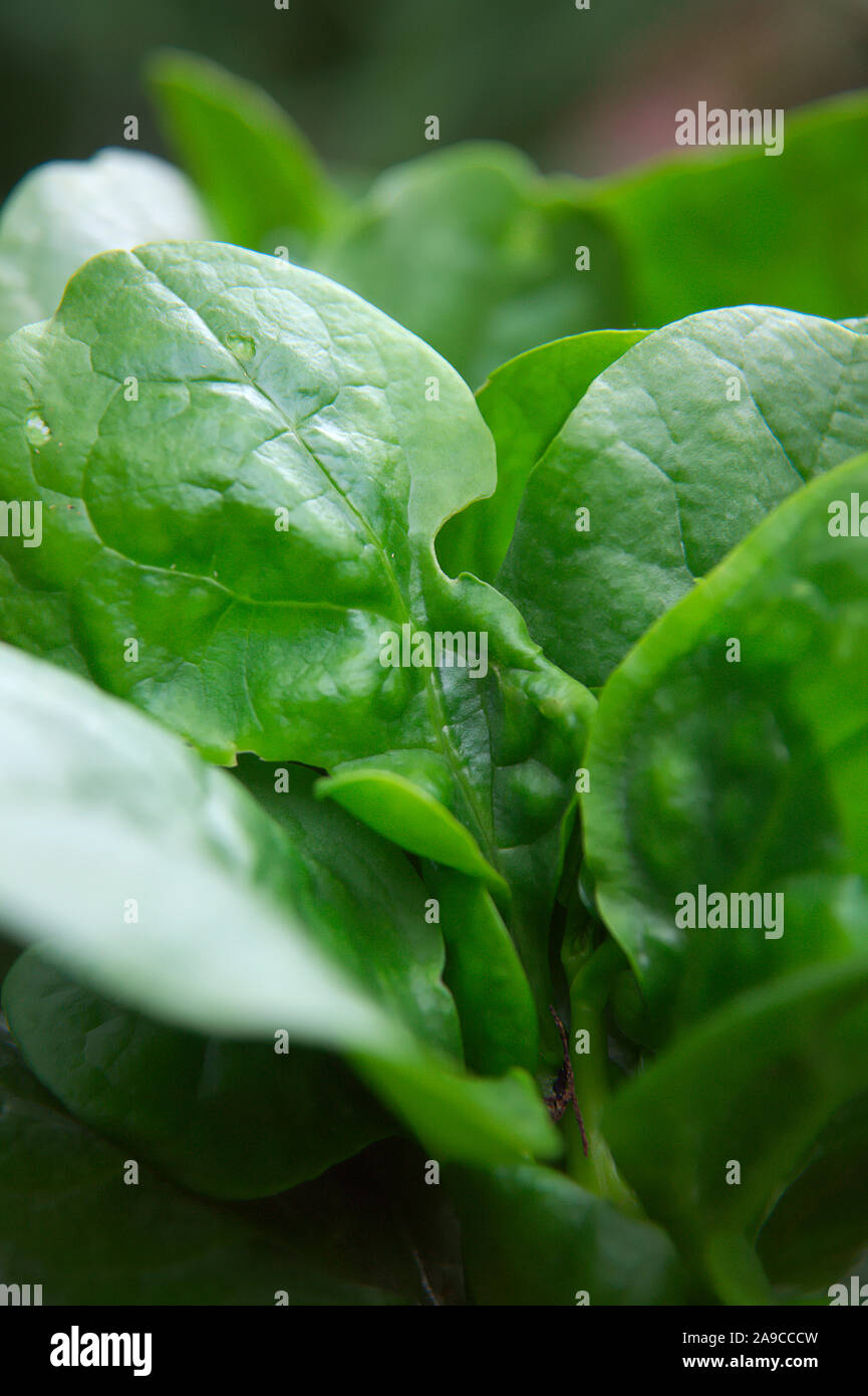 Malabar Spinach High Resolution Stock Photography and Images - Alamy
