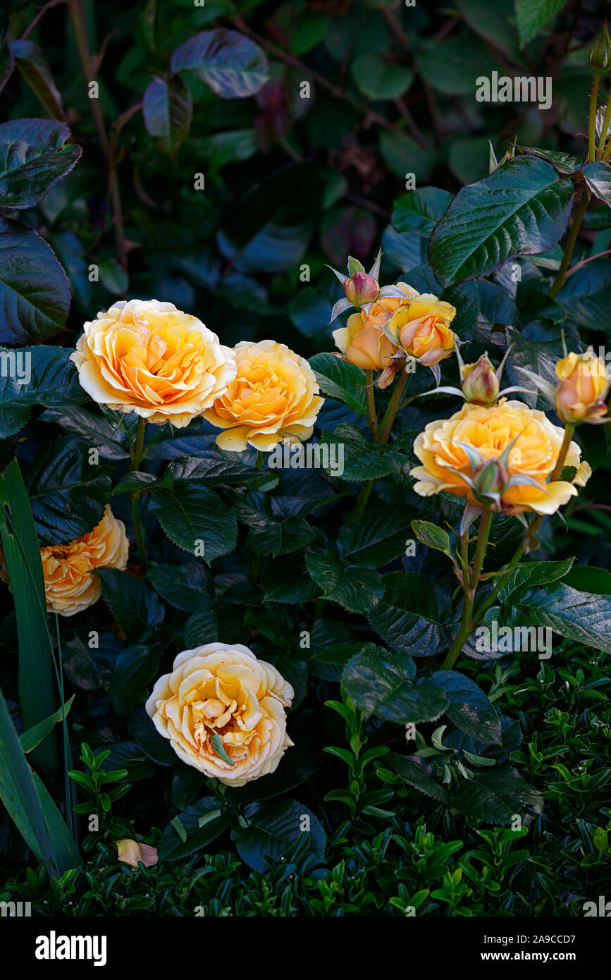 Rosa Lady of Shalott,rose Lady of Shalott,shrub rose,roses,orange,flower,flowers,flowering,RM Floral Stock Photo