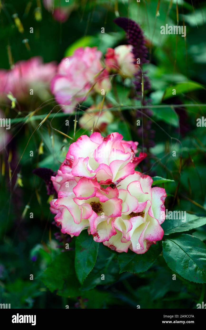 Rosa,rose,two tone blush rose,pink white, bi-colour,roses,flower,flowers,flowering,RM Floral Stock Photo