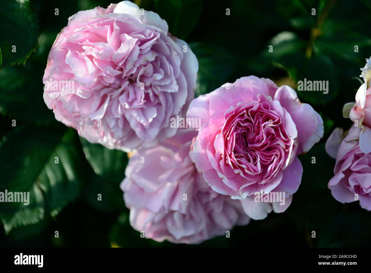 Rosa The Ancient Mariner,rose The Ancient Mariner,shrub rose,roses,pink, flower,flowers,flowering,RM Floral Stock Photo - Alamy