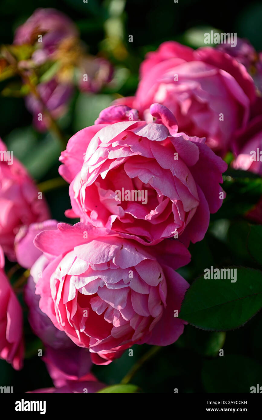 Rosa Darcey Bussell,rose Darcey Bussell,shrub rose,roses,pink,flower,flowers,flowering,RM Floral Stock Photo