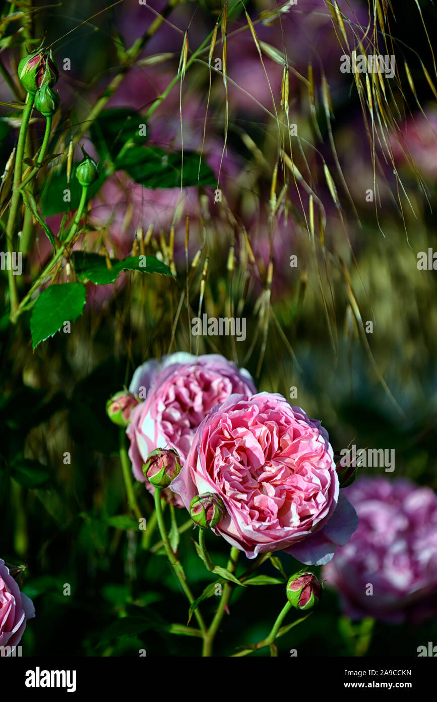 Rosa The Ancient Mariner,rose The Ancient Mariner,shrub rose,roses,pink,flower,flowers,flowering,RM Floral,stipa gigantea Stock Photo