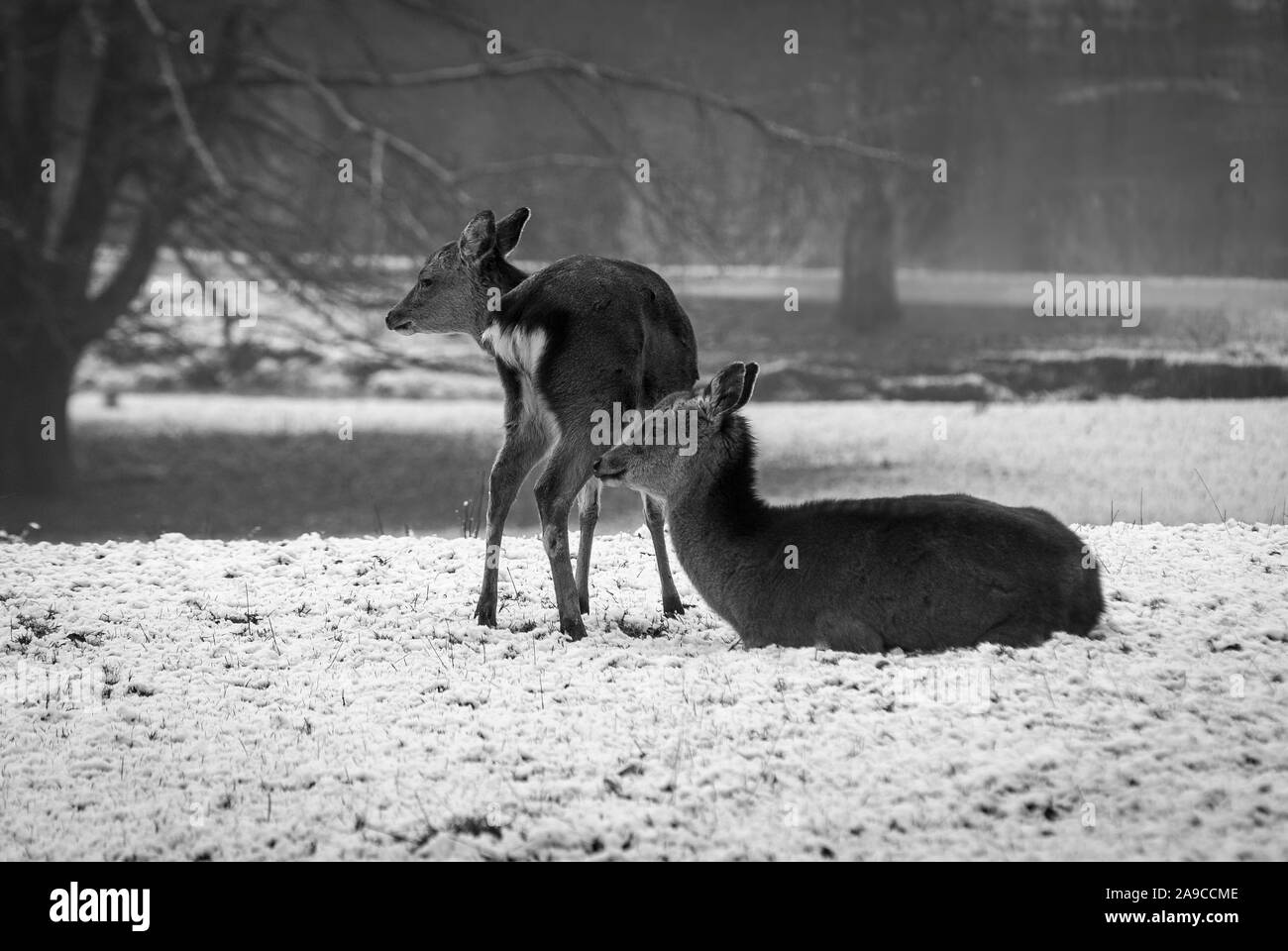 winter scene in black and white, with two deer one standing the other lying down, snow covered ground, in a woodland and trees in the background Stock Photo