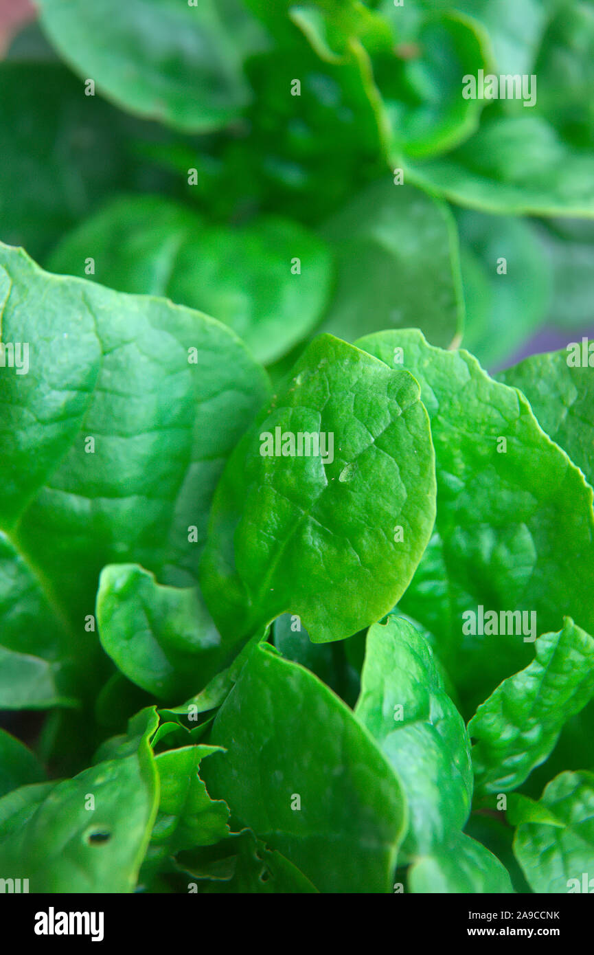 Basella alba hi-res stock photography and images - Alamy