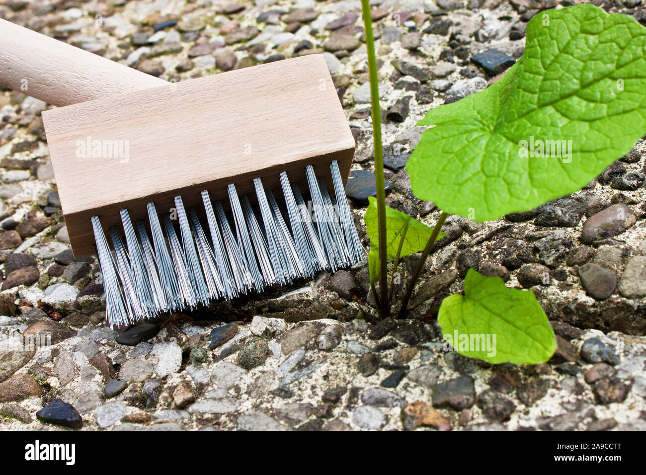 Cleaning path brush hires stock photography and images Alamy