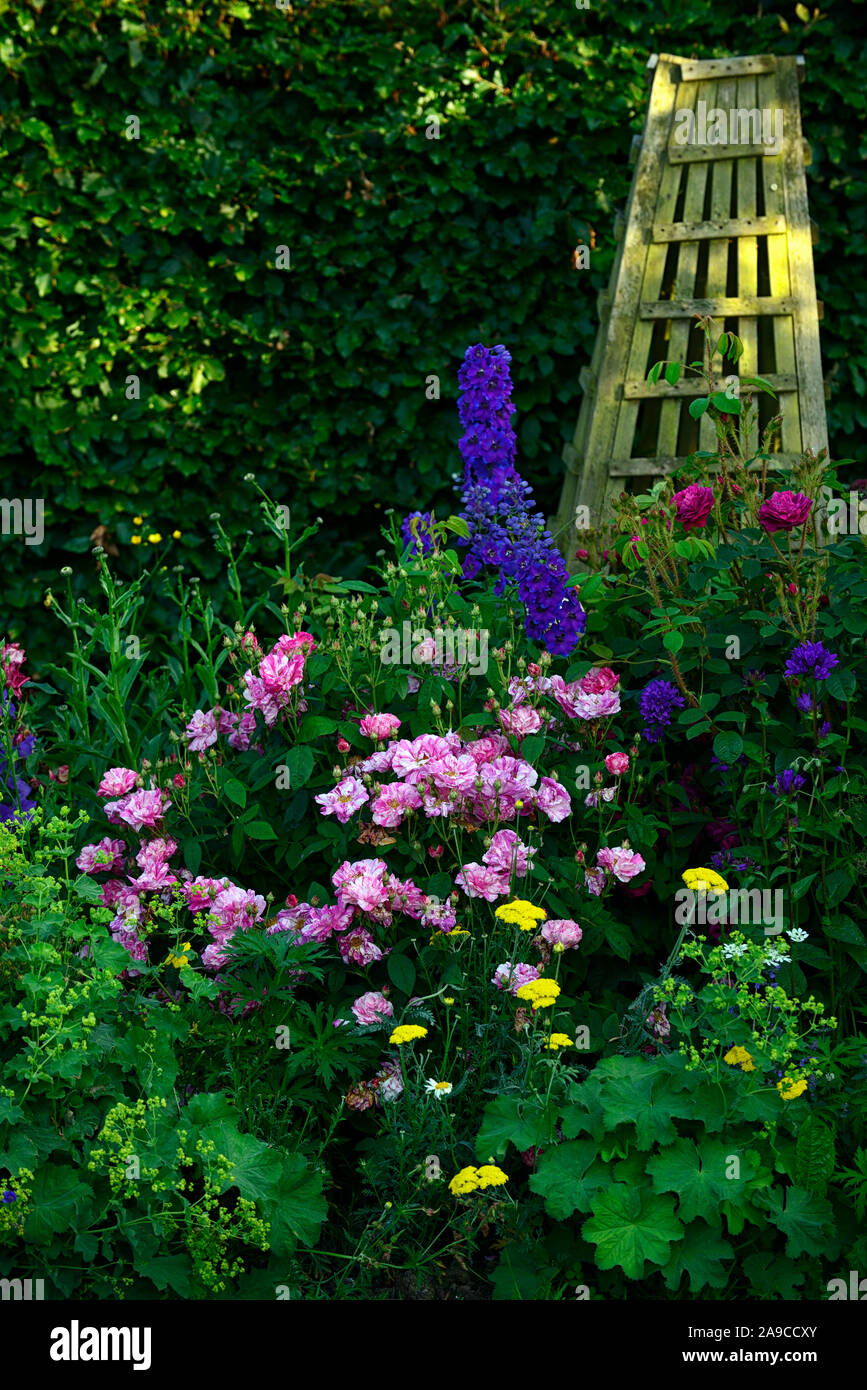 cottage garden,rose,roses,delphinium,yarrow,lupin,nepeta,blue,red,pink,yellow,flowers,wooden obelisk,wood obelisk,garden,gardens,RM Floral Stock Photo