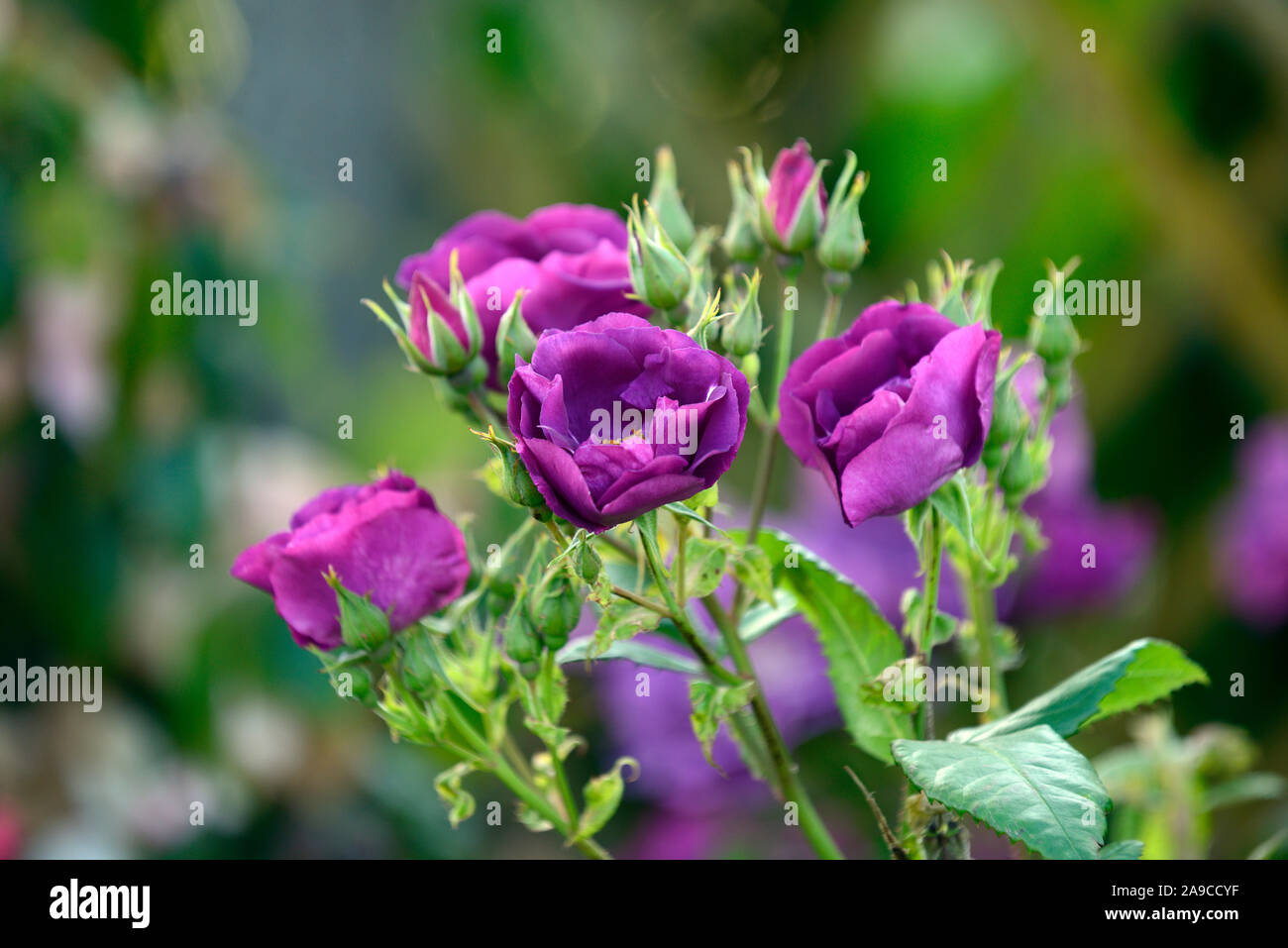 Rosa Rhapsody Rosa Rhapsody in Blue,Rose Rhapsody in Blue,floribunda rose,roses ...