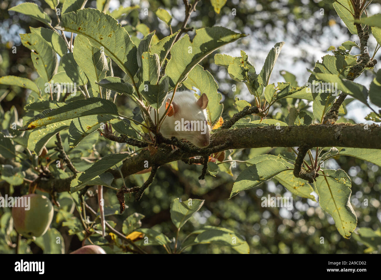 White rat climbs a tree branch. Rat on the apple tree Stock Photo Alamy