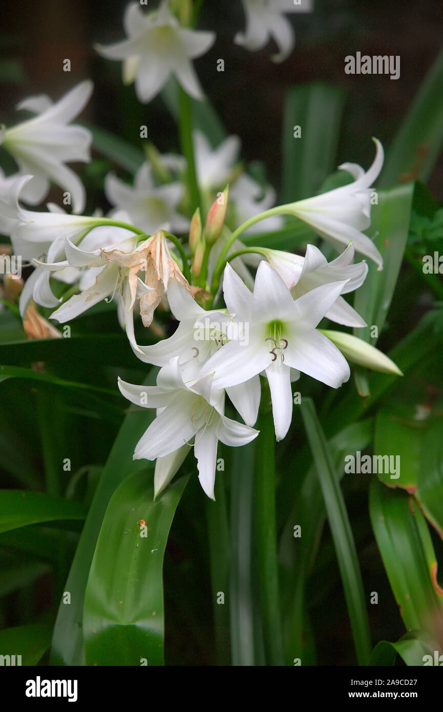 Crinum x powellii 'Album' Stock Photo