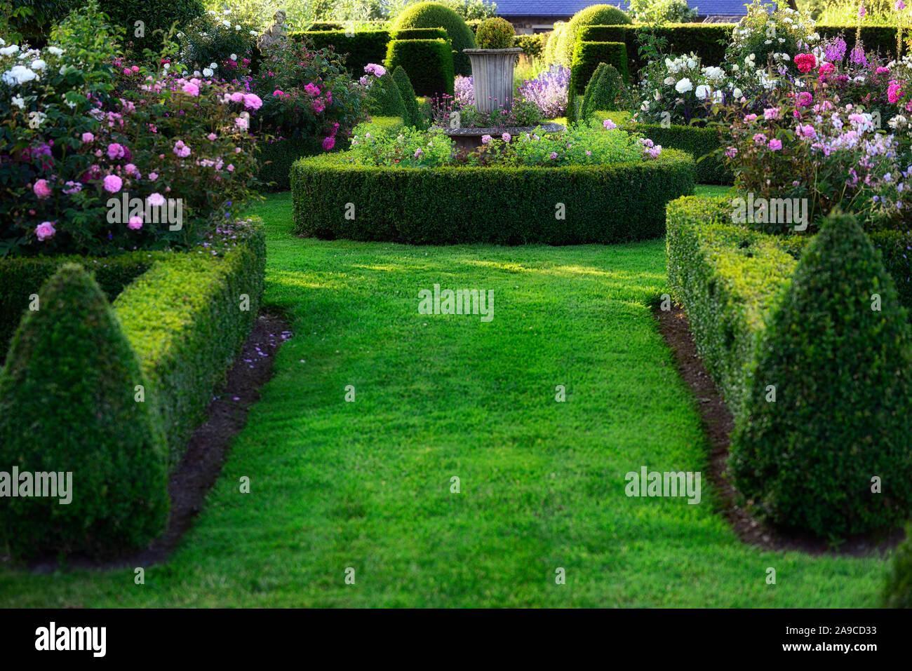 Box hedging and roses hi-res stock photography and images - Alamy