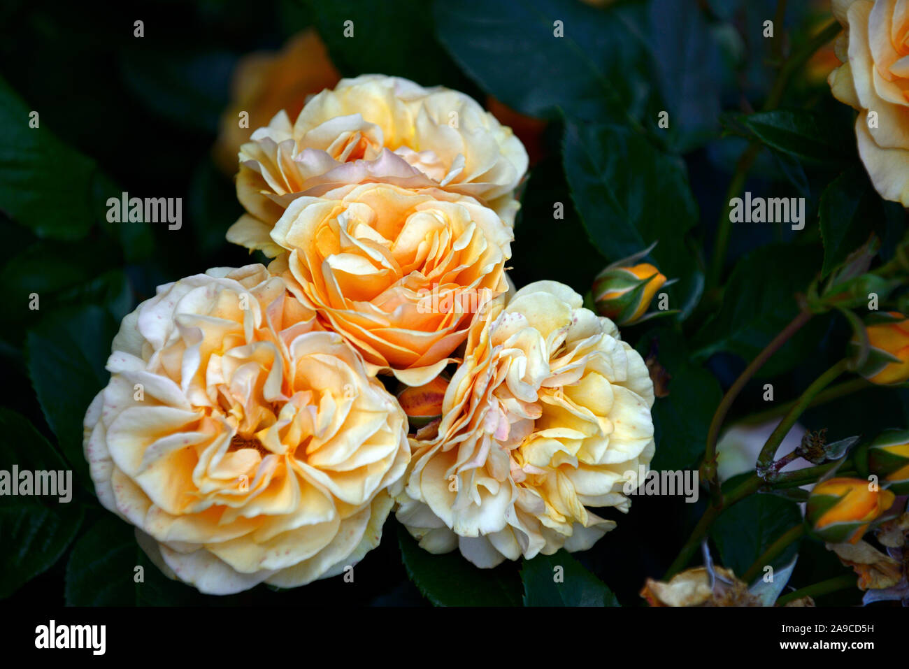 Rosa The Lady Gardener,Rose The Lady Gardener,shrub rose,roses,orange,flower,flowers,flowering,RM Floral Stock Photo