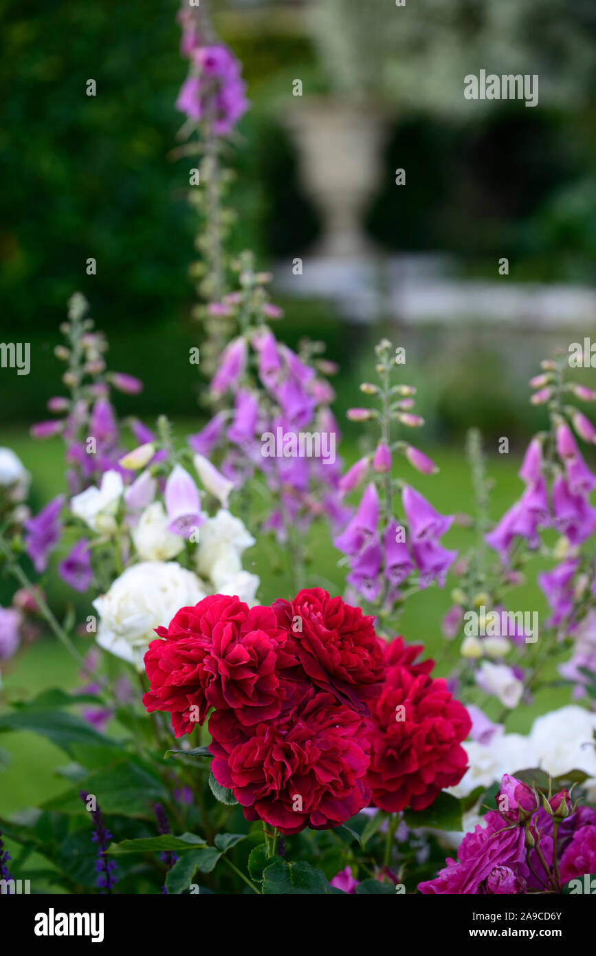 rosa,rose,roses,red,pink,white,mix,mixed,digitalis,foxgloves,cottage garden,RM Floral Stock Photo