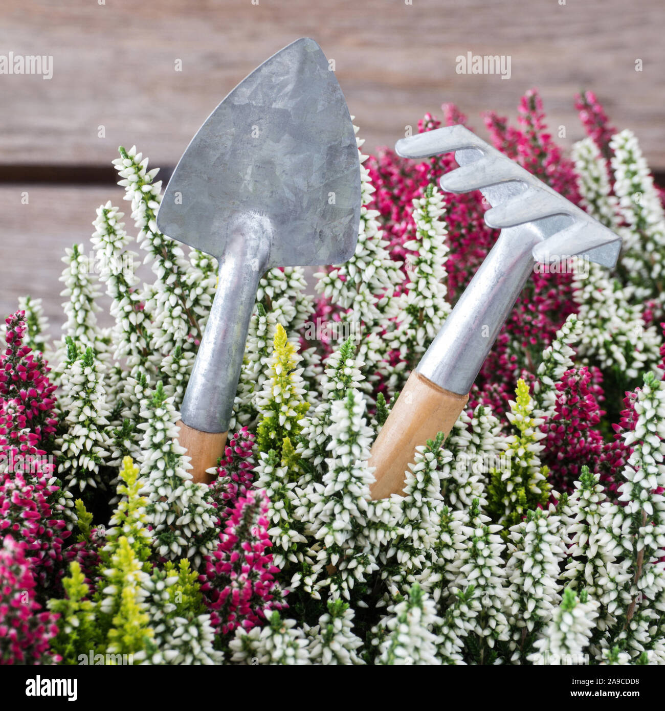 Heather flowers and decoration tools Stock Photo