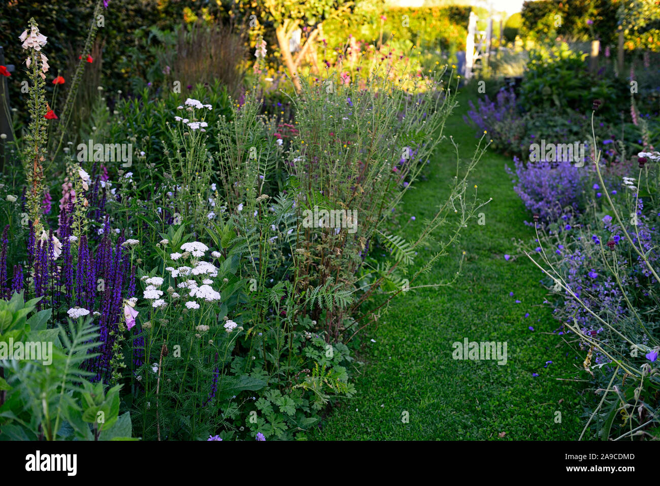 cottage garden,path,pathway,mown,phlomis fruticosa,yarrow,blue,red,pink,yellow,flowers,nepeta,lupin,double herbaceous borders,path,pathway,garden,gard Stock Photo