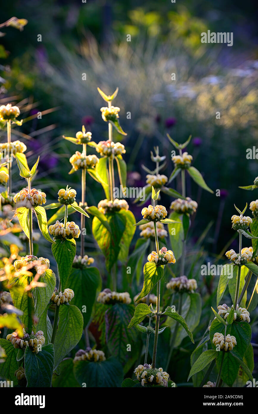 jerusalem sage,phlomis fruticosa,yellow flowers,flower,flowering,perennial,garden,gardens,perennials,RM Floral Stock Photo