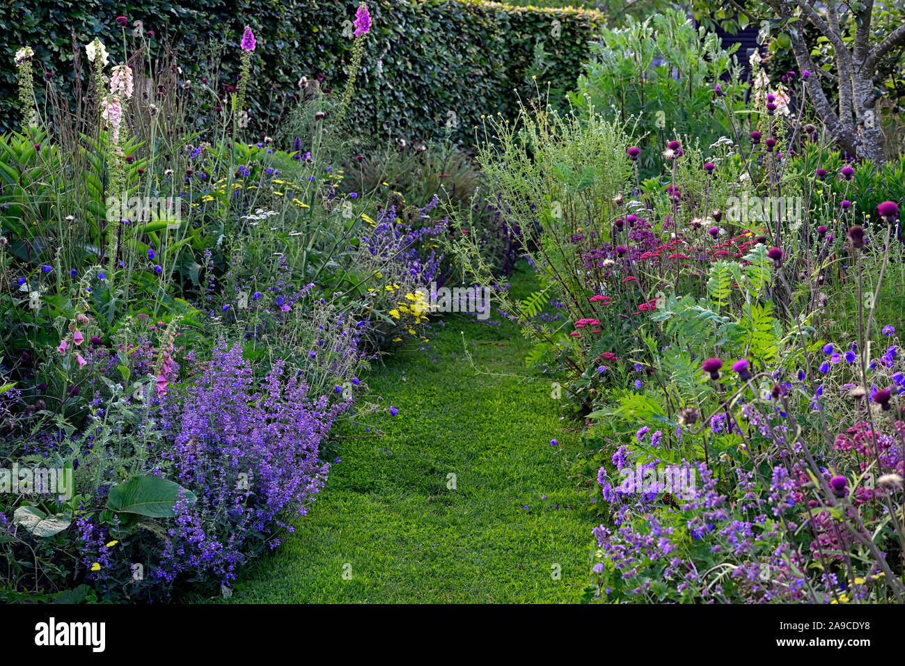 cottage garden,path,pathway,mown,phlomis fruticosa,yarrow,blue,red,pink,yellow,flowers,nepeta,lupin,double herbaceous borders,path,pathway,garden,gard Stock Photo