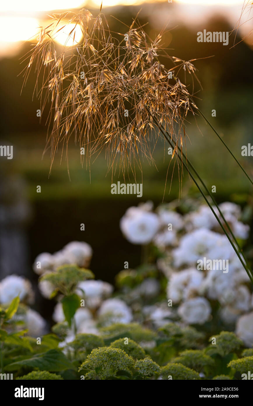 stipa gigantea,giant feather grass,seedhead,seeds,grass,grasses,ornamental grass,backlit,sunlight,autumn,RM Floral Stock Photo
