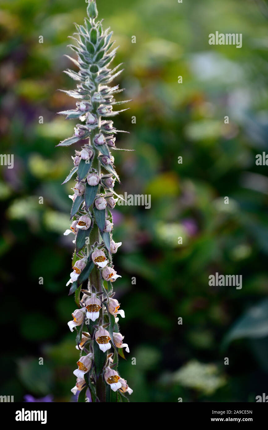 Digitalis lanata Cafe Creme,chocolate foxglove,biennial,shortlived