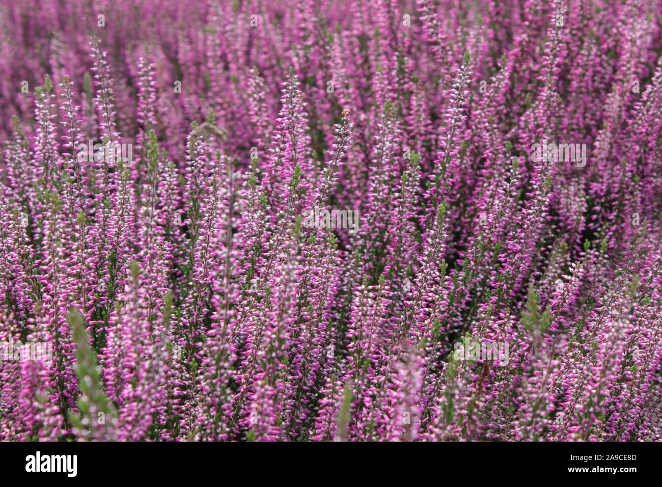 Blooming Heather flowers in the field Stock Photo Alamy