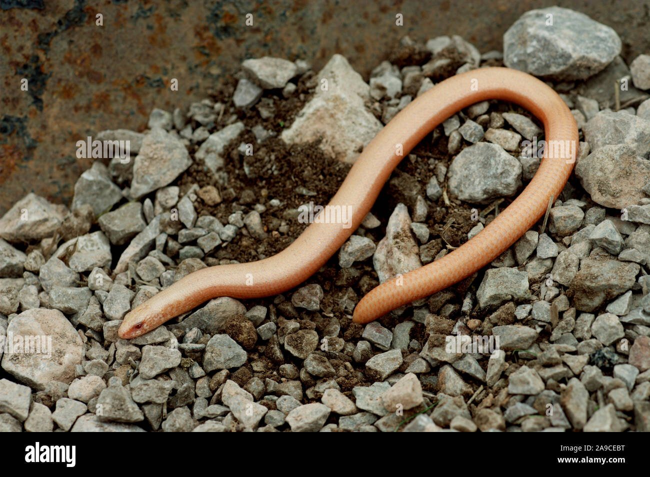 ALBINO SLOW WORM ( Anguis fragilis). Lacking melanin pigment. conspicuous and vulnerable to to predators. Found in North Wales. Stock Photo