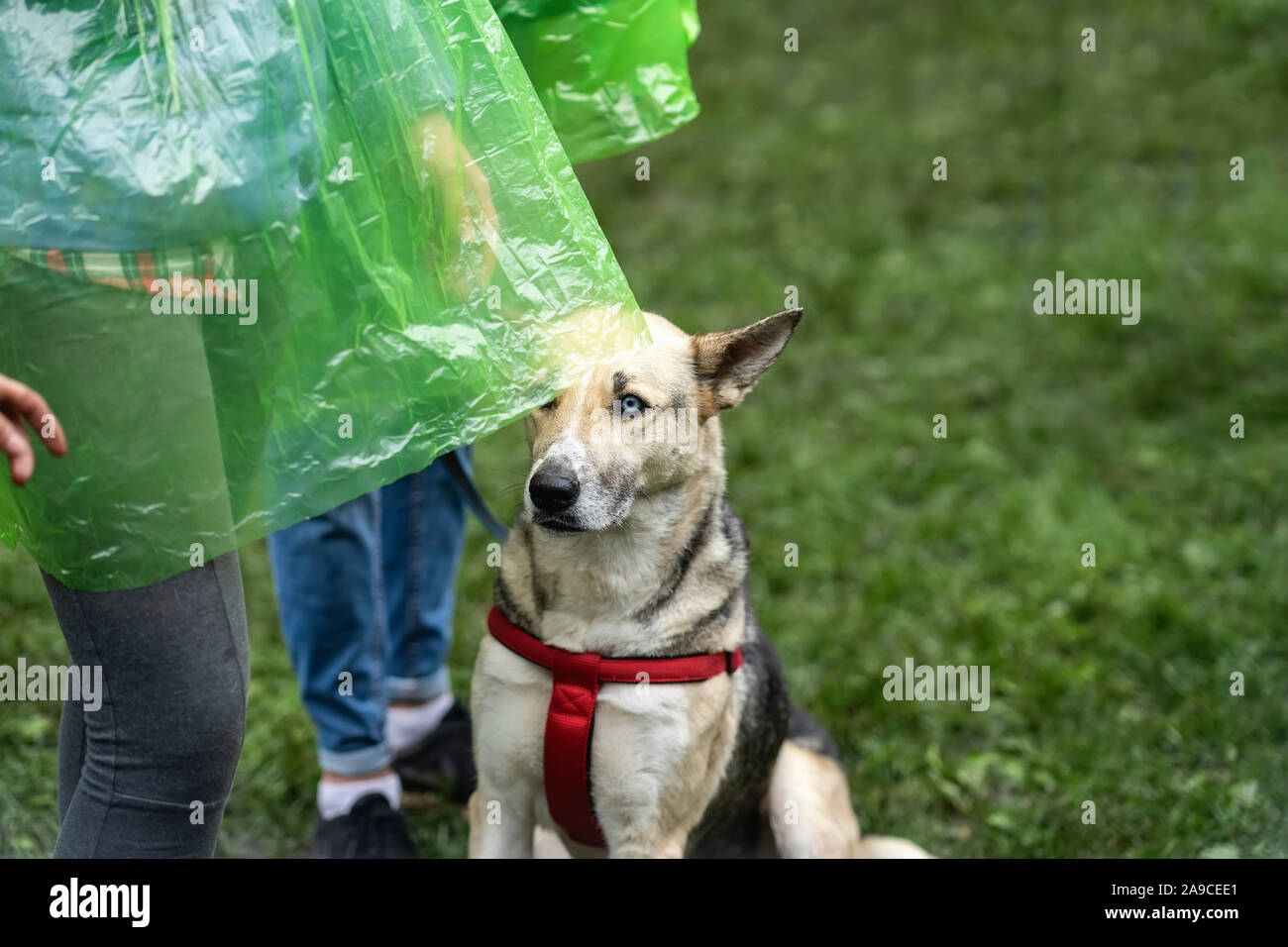 Cute smart dog with expressive eyes and his owner Stock Photo Alamy
