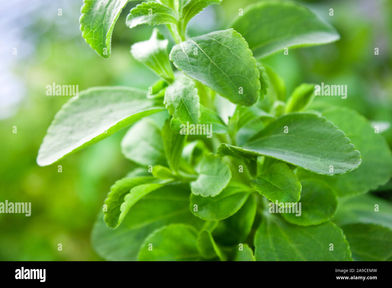 Stevia herbs sweetener close up Stock Photo Alamy