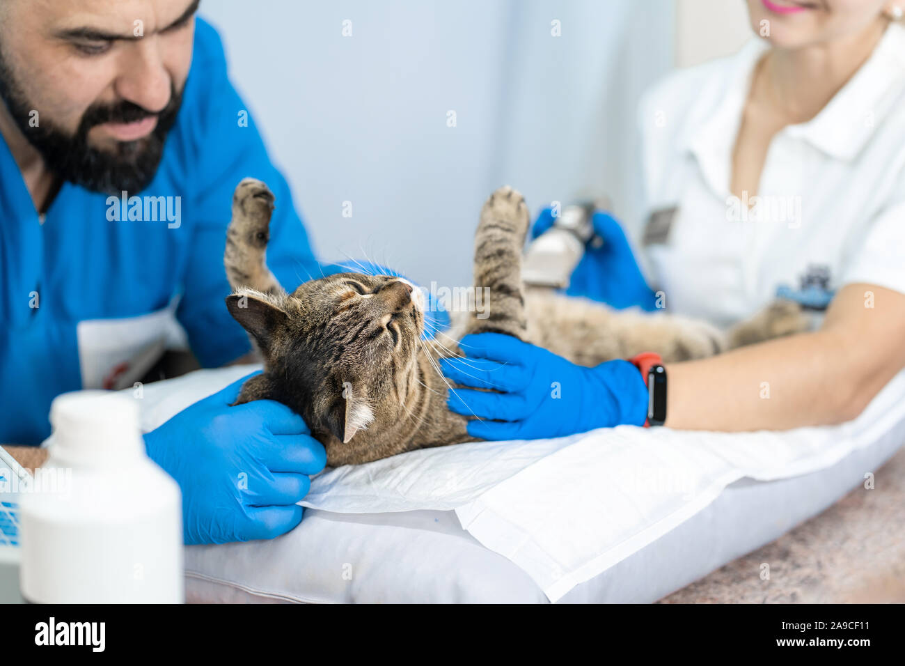 Professional doctors veterinarians perform ultrasound examination of the internal organs of a