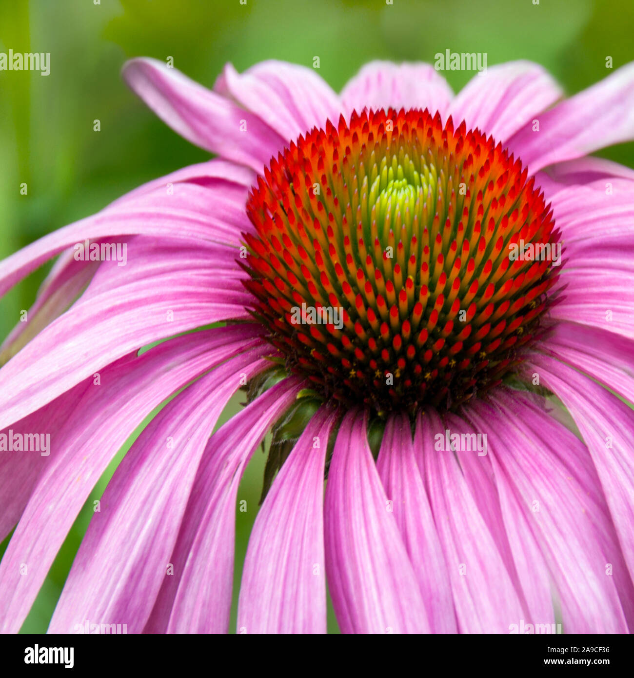 Echinacea herbal medicine Stock Photo