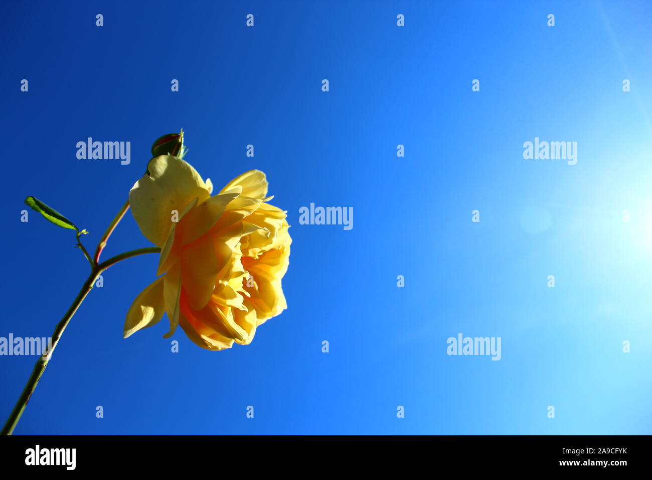 The picture shows a yellow rose and the blue sky Stock Photo - Alamy