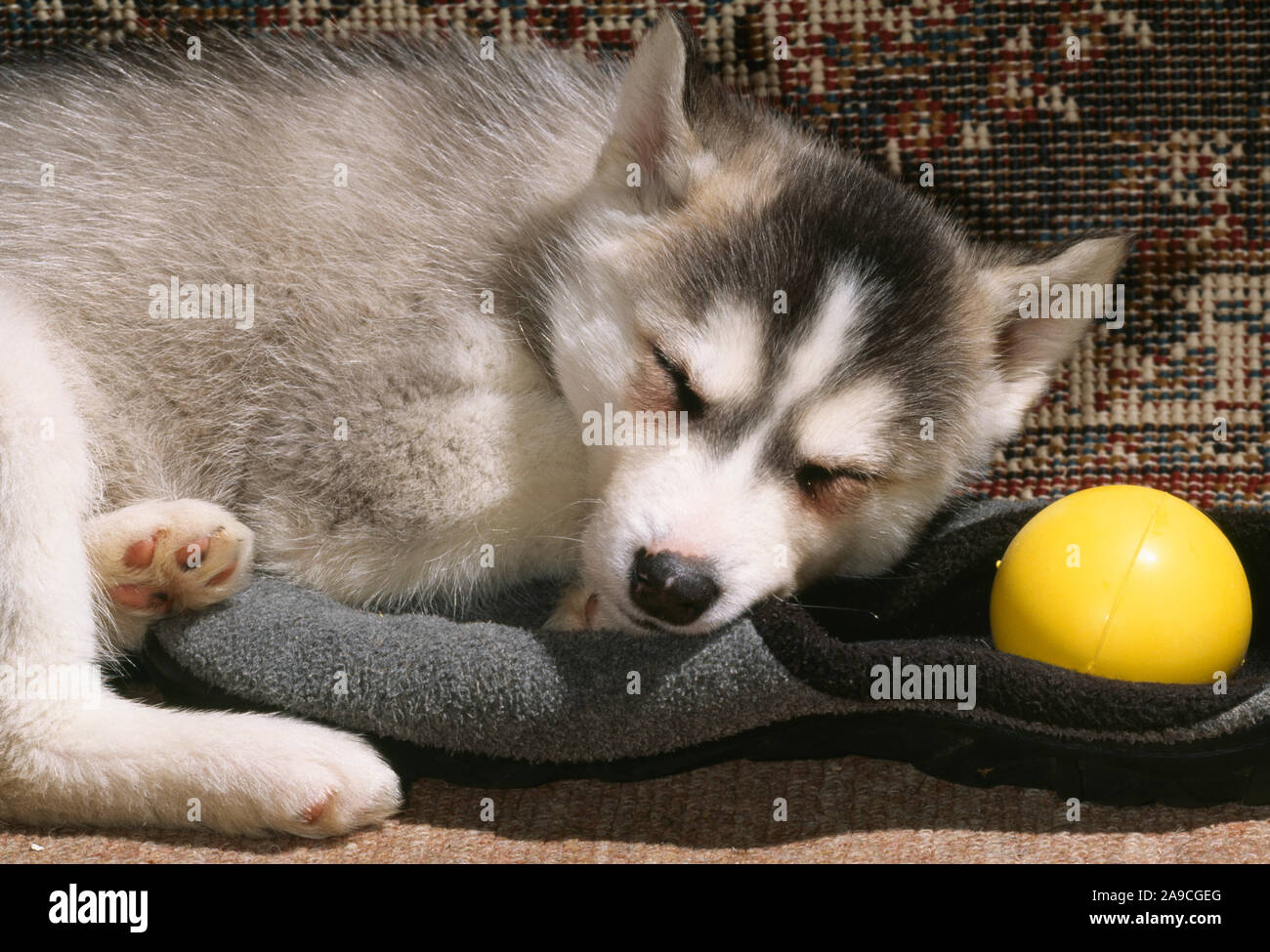SIBERIAN HUSKY 8 week old puppy Canis lupus familiaris sleeping on slipper with play ball. Let sleeping dogs lie. Stock Photo