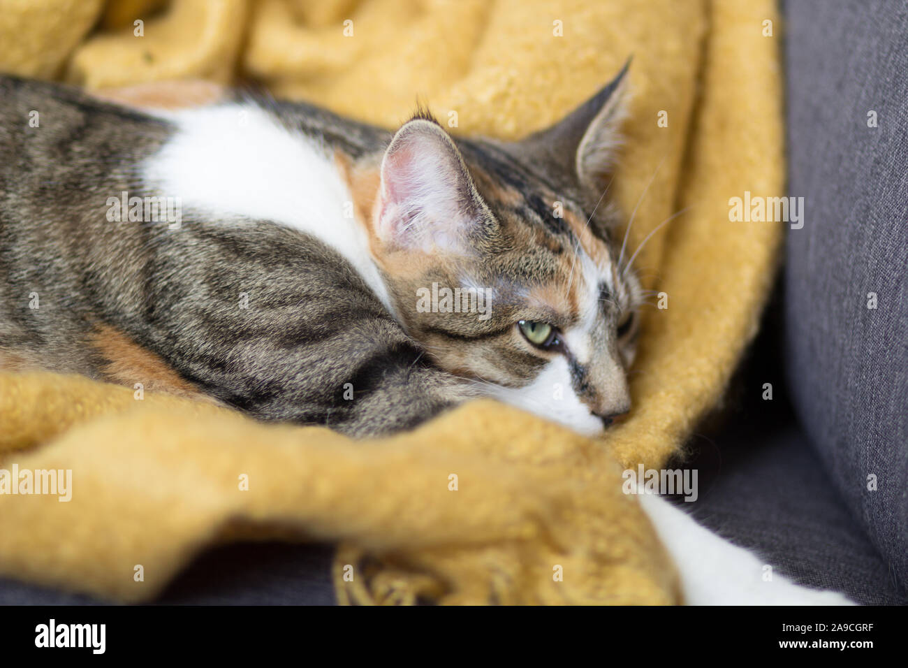 Grey calico cat hi-res stock photography and images - Alamy, حجم الصورة 1300x956