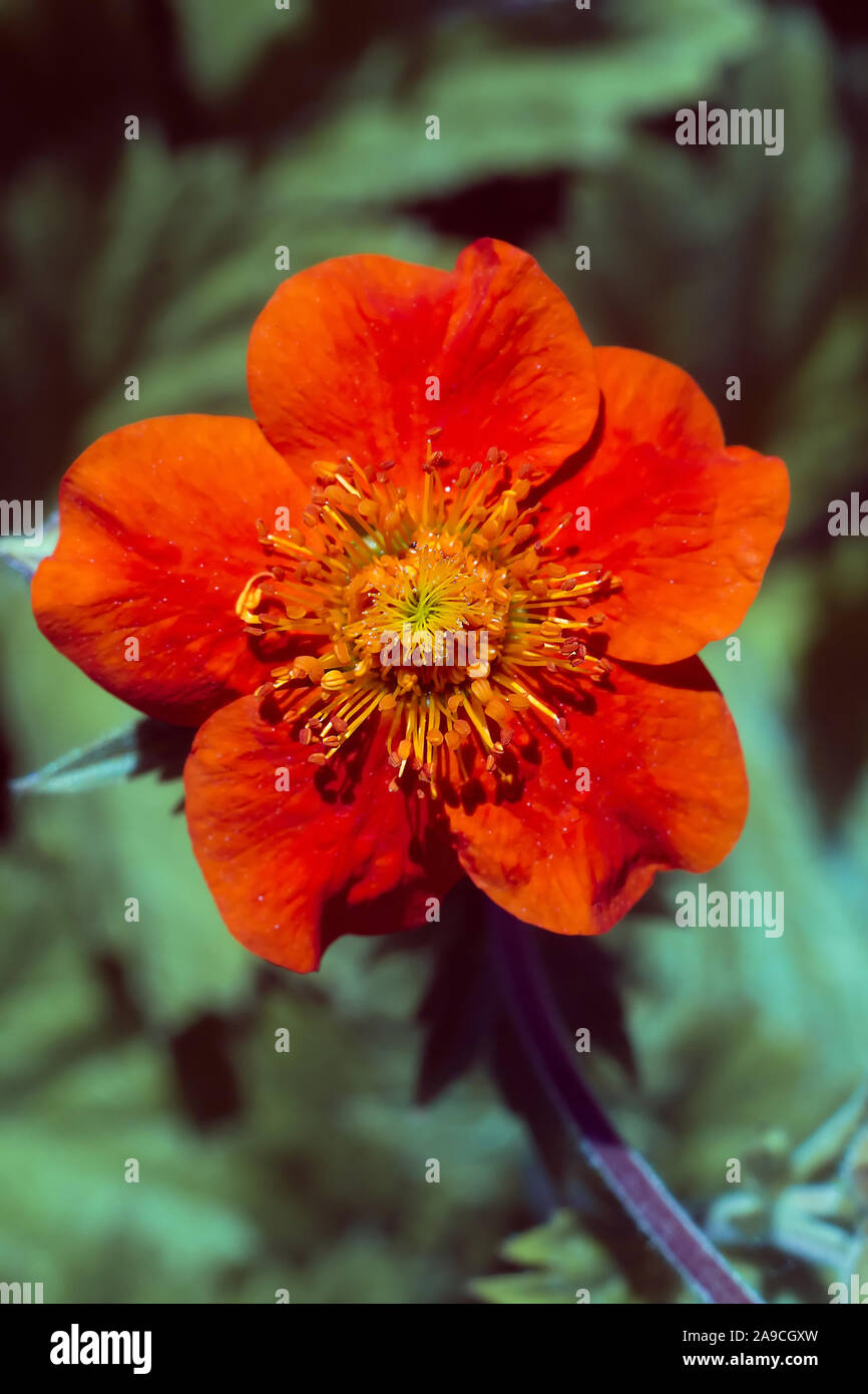 Red avens flower Stock Photo