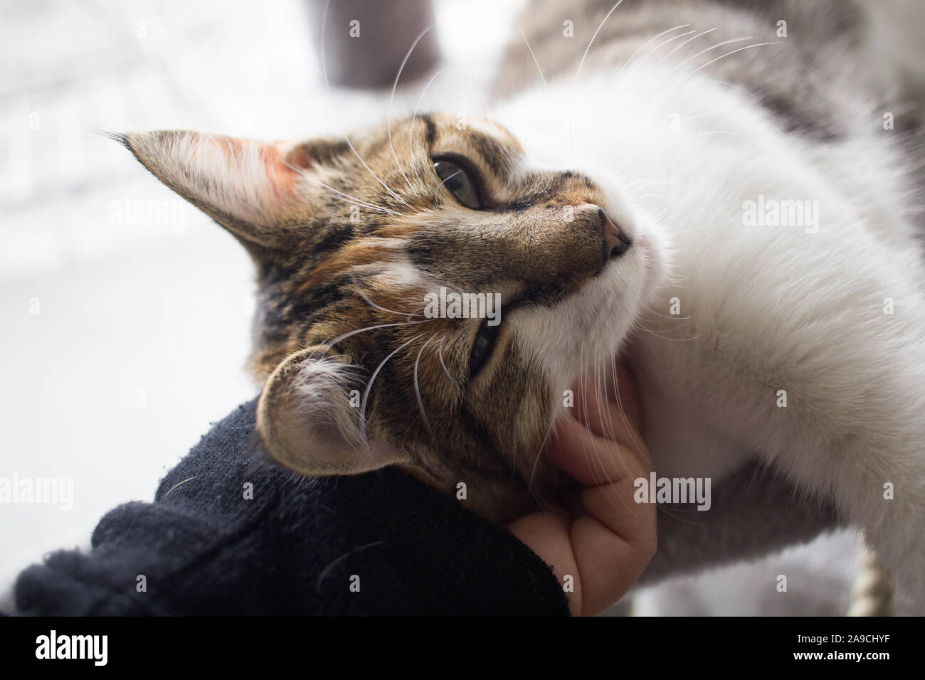 Calico enjoying some love by her human Stock Photo