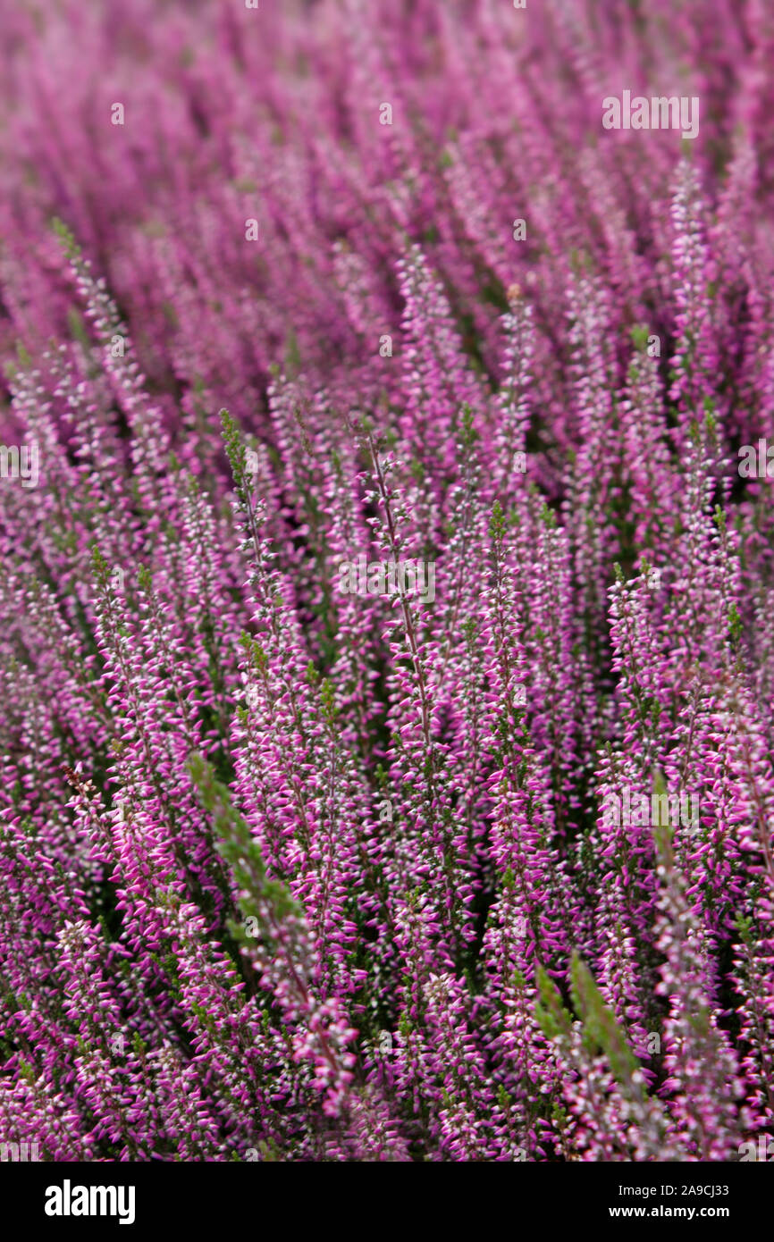 Blooming Heather flowers in the field Stock Photo
