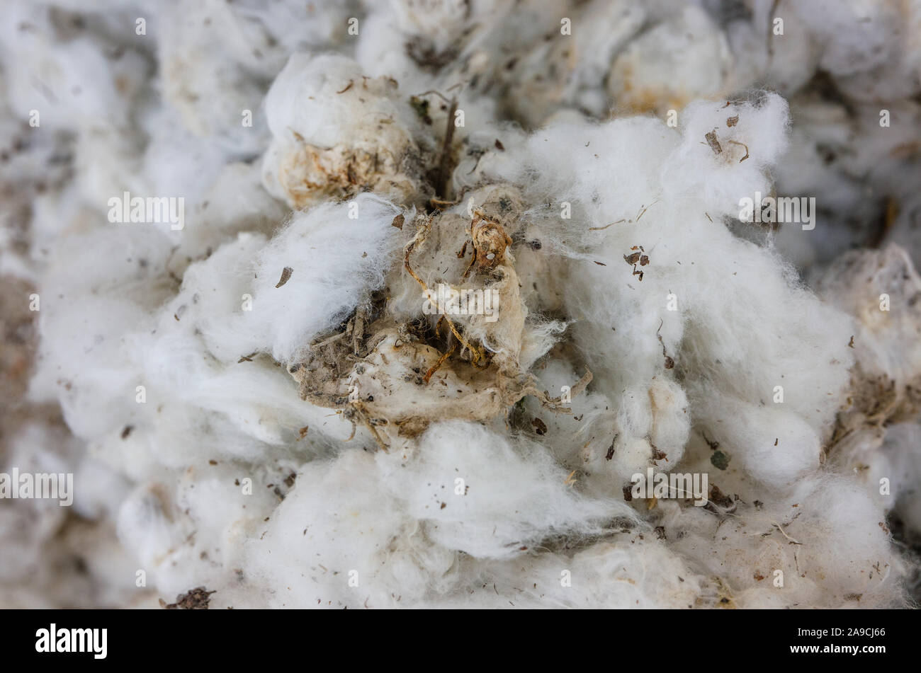 Rain-soaked cotton sits in the yard at the United Agricultural Cooperative gin in Danevang, Texas. The cotton was ruined by Hurricane Harvey. Stock Photo