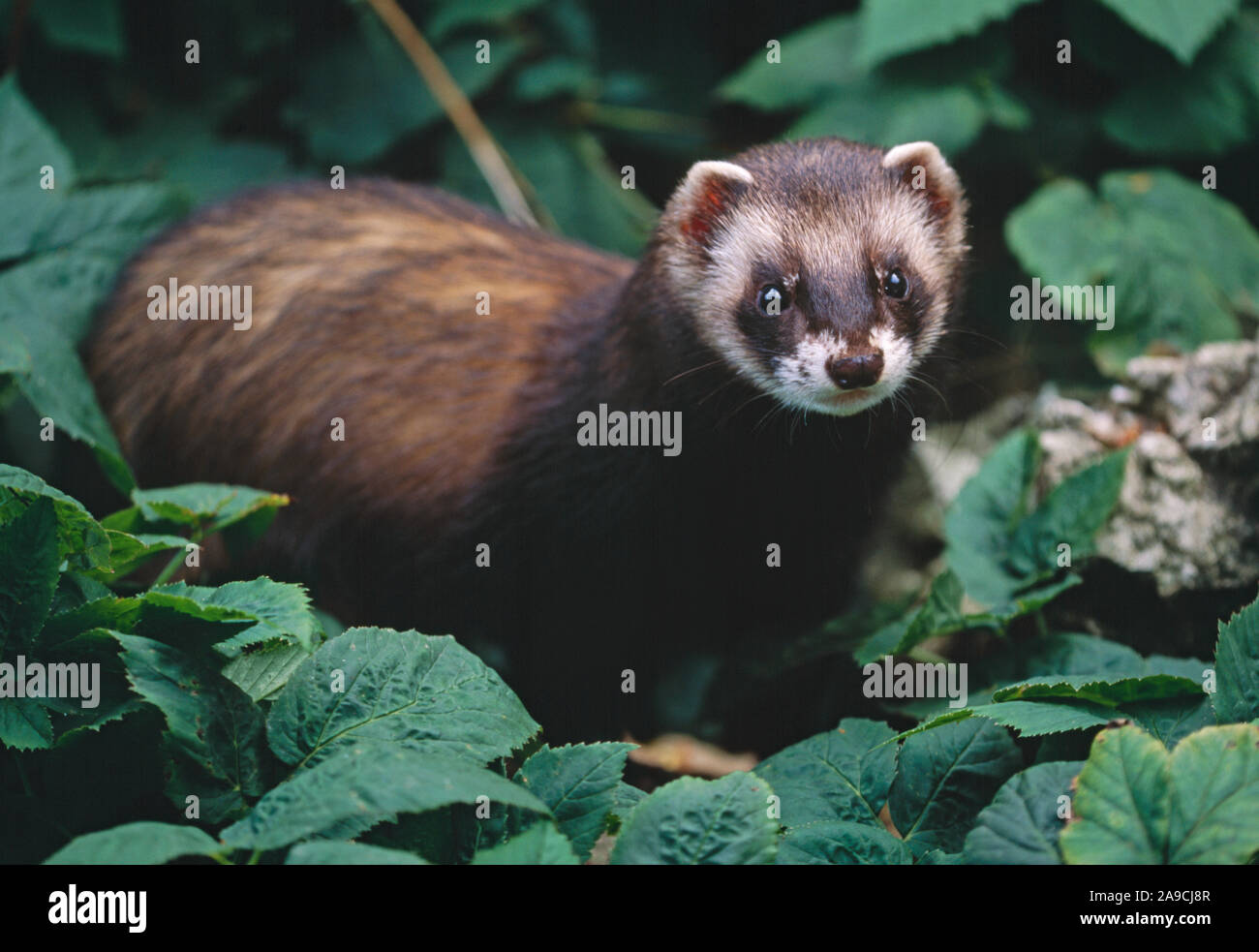 POLECAT (Mustela putorius).  North Wales, UK. EXPANDING population recovery in the UK. Stock Photo