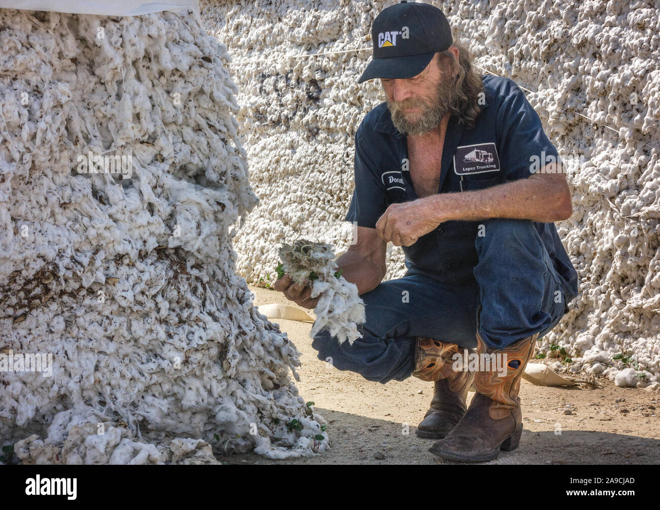 Truck driver Donald Brawley pulls ruined cotton from a module at the United Agricultural Cooperative gin after Hurricane Harvey in Danevang, Texas. Stock Photo