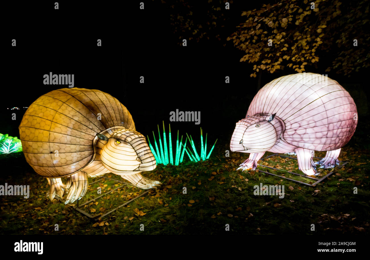Edinburgh Zoo, Scotland, United Kingdom, 14 November 2019. Giant Lanterns at Edinburgh Zoo. The theme for this year’s spectacular lantern display is ‘Lost Worlds’ with dinosaurs roaming all over an extended trail around the zoo. It features weird and wonderful creatures over 570 million years of wildlife. A pair of armadillo ancestors Stock Photo