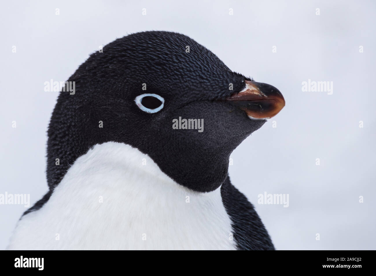 Close-up portrait of Adelie Penguin head staring at camera in Antarctica with ice and snow white background, Antarctic wildlife and seabirds Stock Photo