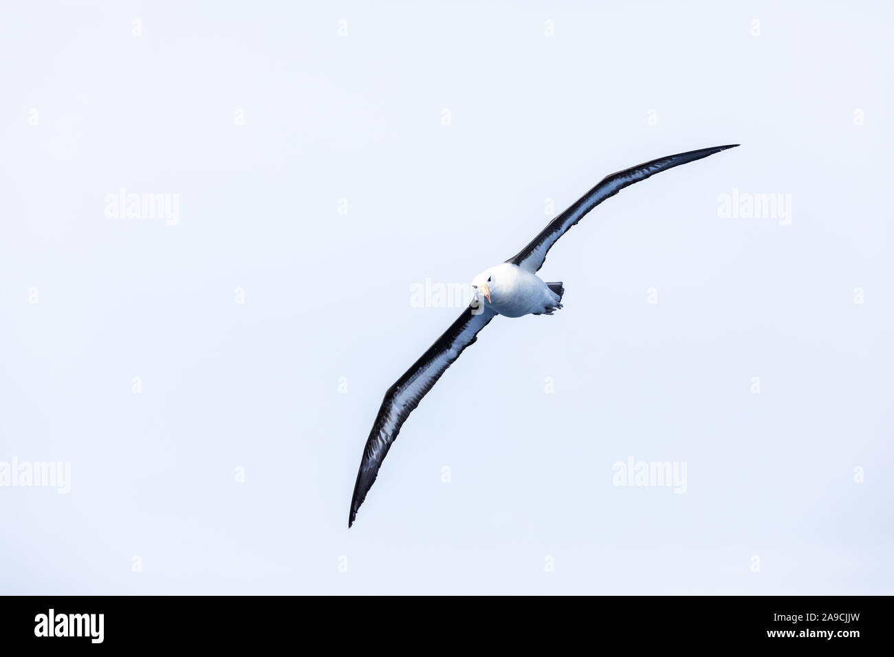 Black-Browed Albatross flying in the air with streched wings, seabird gliding with large wingspan foraging in Drake passage, Southern Ocean Stock Photo