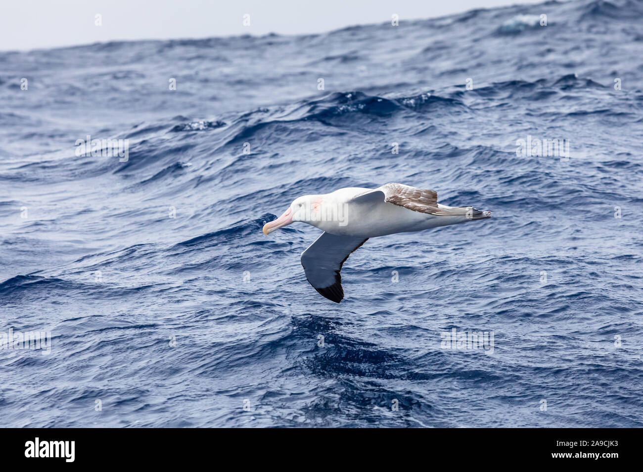 Wandering Albatross gliding at low altitude above ocean water surface, largest wingspan of all birds provides efficient flight, seabird foraging in Dr Stock Photo