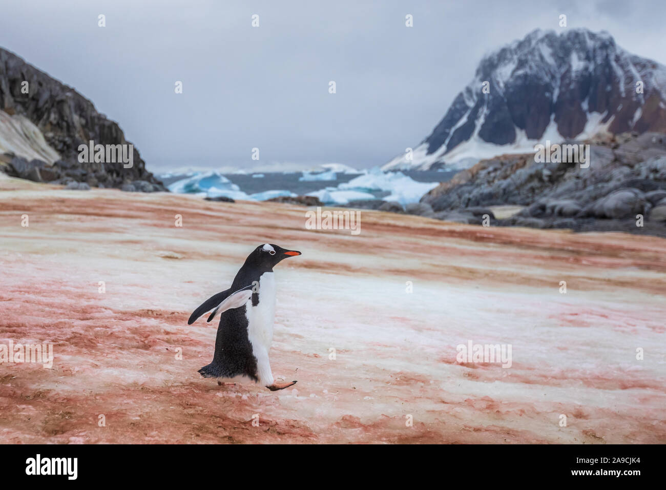 Gentoo penguin walking on ice to the sea in Antarctica, orange stains due to the bird colony feeding on krill, Antarctic Peninsula Stock Photo