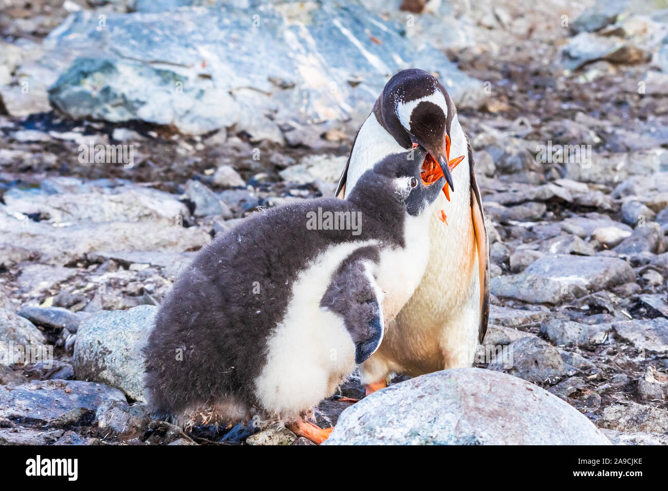 Adult Gentoo Penguin feeding its chick with krill in the Antarctic Peninsula, Antarctica Stock Photo