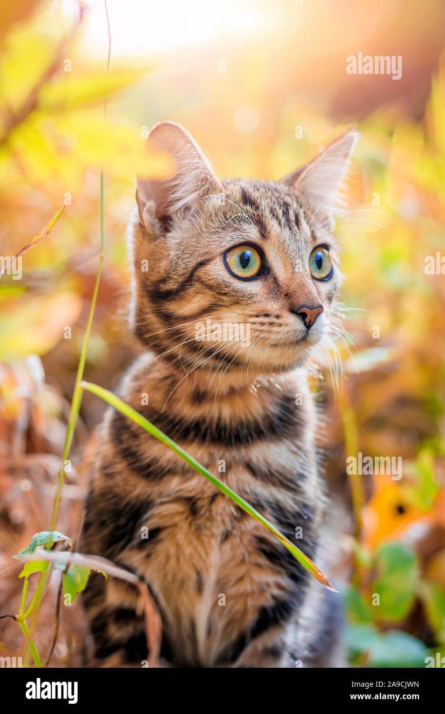 Page 4 Autumn Animal Home Not Nest High Resolution Stock Photography And Images Alamy