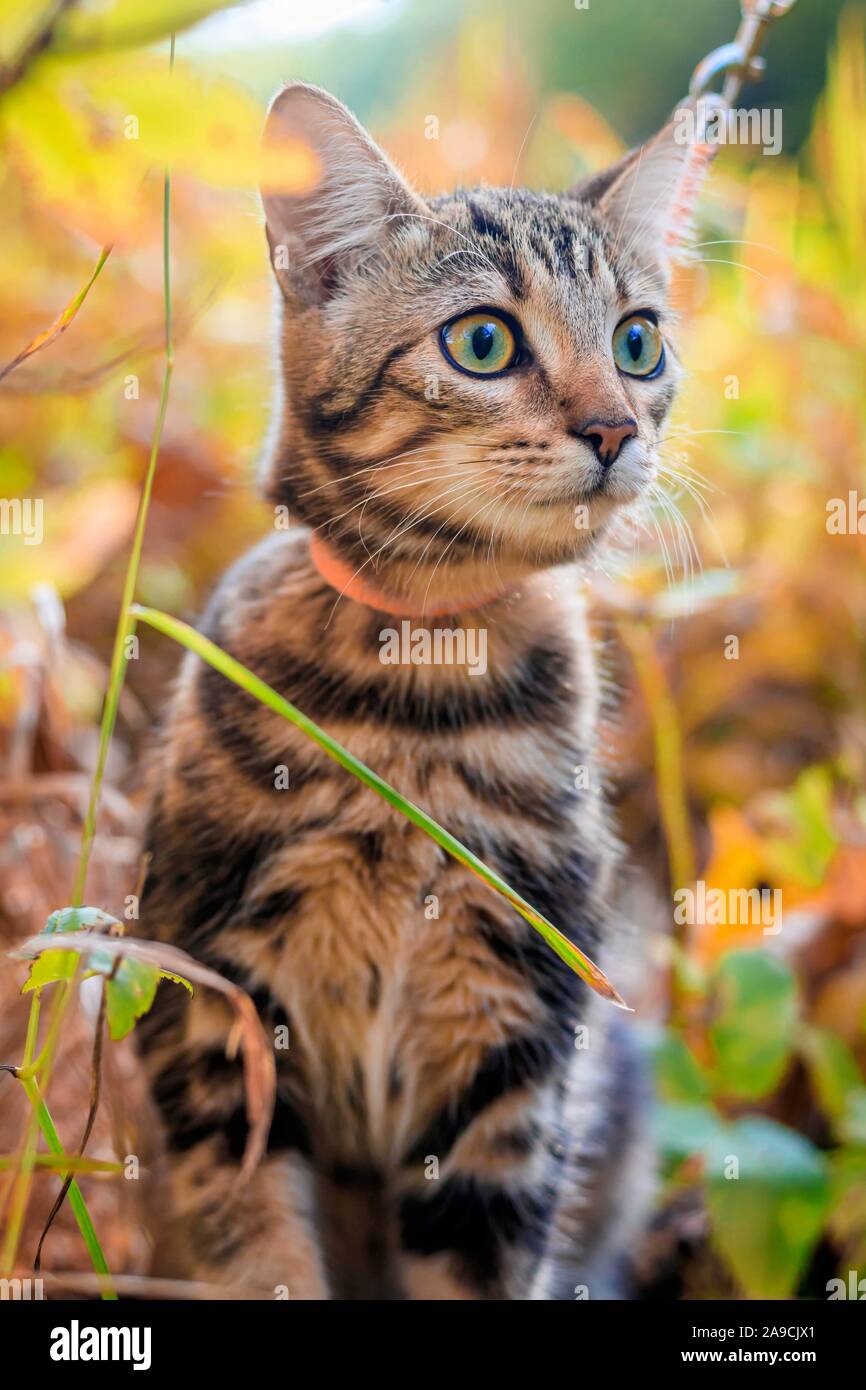 Page 4 Autumn Animal Home Not Nest High Resolution Stock Photography And Images Alamy